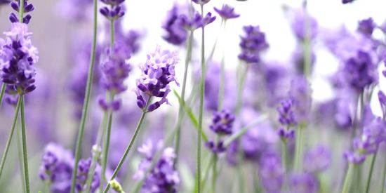 Relaxing Lavender