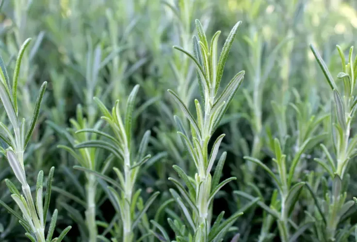 Discover how using naturally inspired fragrances